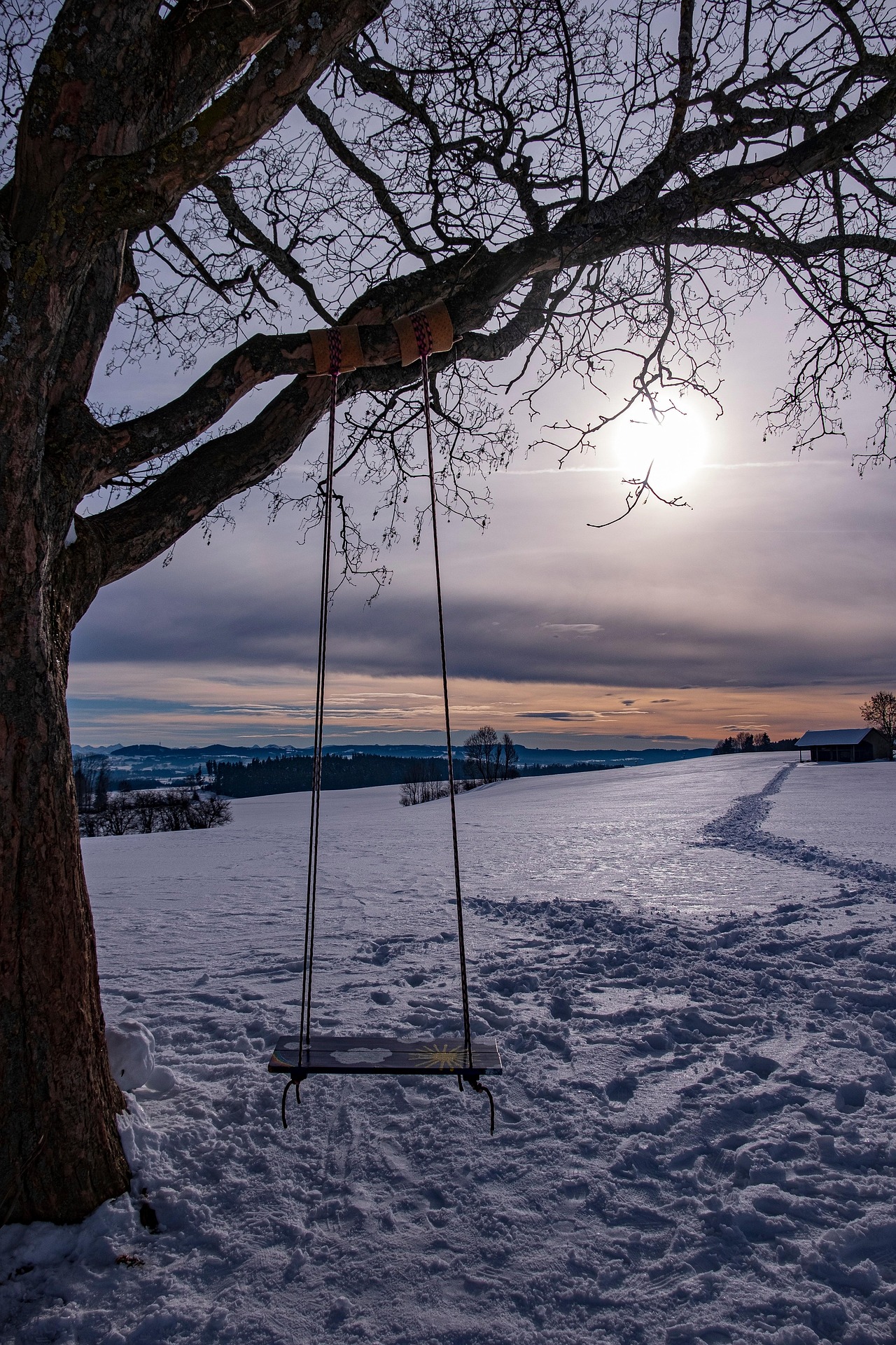 modified_dog-winter-6917486_1920